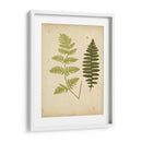 Cottage Ferns Iii - Lowe | Cuadro decorativo de Canvas Lab