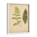 Cottage Ferns Iii - Lowe | Cuadro decorativo de Canvas Lab