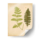 Cottage Ferns Iii - Lowe | Cuadro decorativo de Canvas Lab