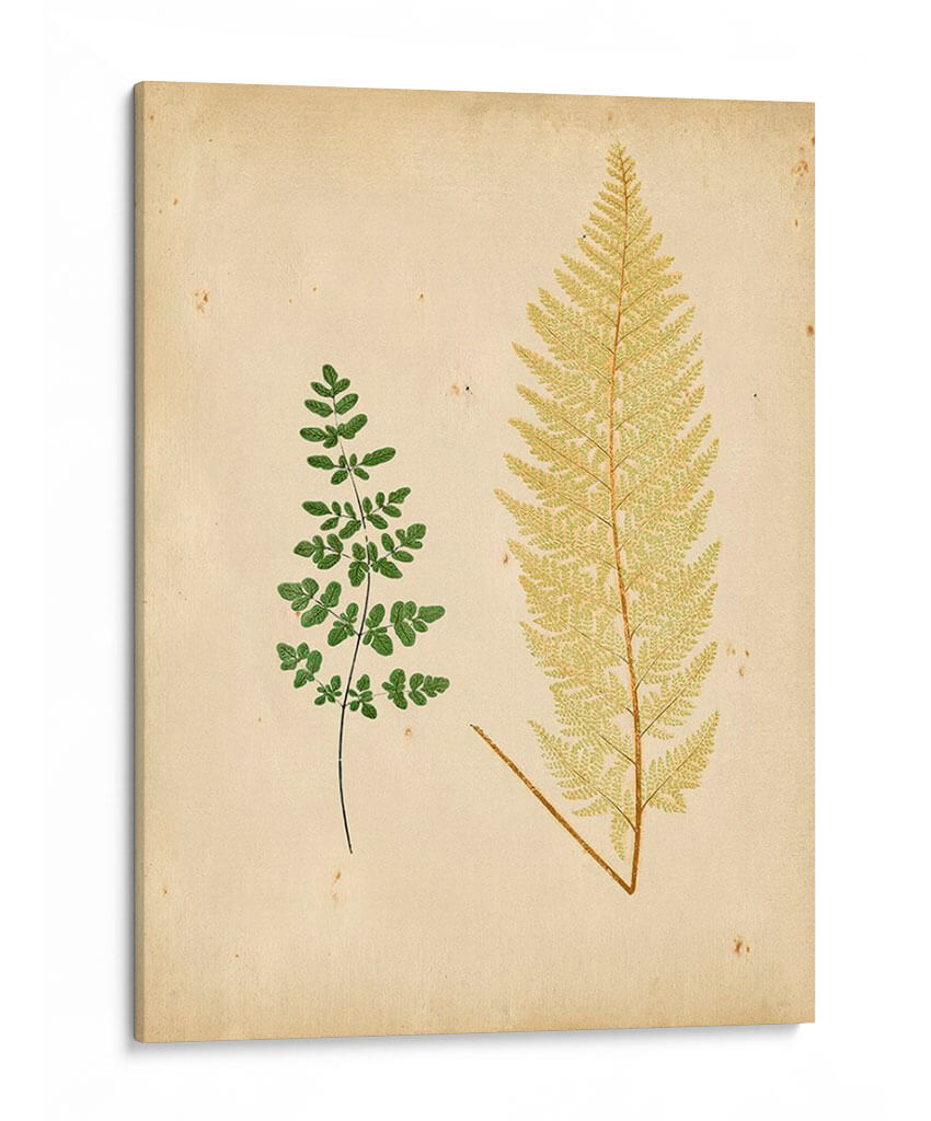 Cottage Ferns Iv - Lowe | Cuadro decorativo de Canvas Lab