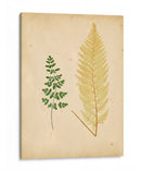 Cottage Ferns Iv - Lowe | Cuadro decorativo de Canvas Lab