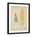 Cottage Ferns Iv - Lowe | Cuadro decorativo de Canvas Lab