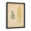 Cottage Ferns Iv - Lowe | Cuadro decorativo de Canvas Lab