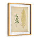 Cottage Ferns Iv - Lowe | Cuadro decorativo de Canvas Lab