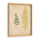 Cottage Ferns Iv - Lowe | Cuadro decorativo de Canvas Lab