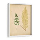 Cottage Ferns Iv - Lowe | Cuadro decorativo de Canvas Lab