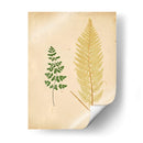 Cottage Ferns Iv - Lowe | Cuadro decorativo de Canvas Lab