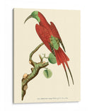 Pájaros Carmesí Iv - Frederick P. Nodder | Cuadro decorativo de Canvas Lab