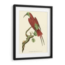 Pájaros Carmesí Iv - Frederick P. Nodder | Cuadro decorativo de Canvas Lab