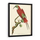 Pájaros Carmesí Iv - Frederick P. Nodder | Cuadro decorativo de Canvas Lab