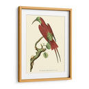 Pájaros Carmesí Iv - Frederick P. Nodder | Cuadro decorativo de Canvas Lab