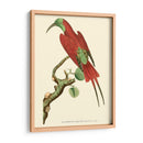 Pájaros Carmesí Iv - Frederick P. Nodder | Cuadro decorativo de Canvas Lab