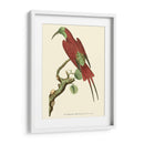 Pájaros Carmesí Iv - Frederick P. Nodder | Cuadro decorativo de Canvas Lab