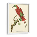 Pájaros Carmesí Iv - Frederick P. Nodder | Cuadro decorativo de Canvas Lab