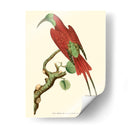 Pájaros Carmesí Iv - Frederick P. Nodder | Cuadro decorativo de Canvas Lab