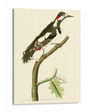 Pájaros Carmesí V - Frederick P. Nodder | Cuadro decorativo de Canvas Lab