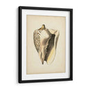 Colección De Sealife I - Vision Studio | Cuadro decorativo de Canvas Lab