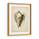 Colección De Sealife I - Vision Studio | Cuadro decorativo de Canvas Lab