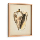 Colección De Sealife I - Vision Studio | Cuadro decorativo de Canvas Lab