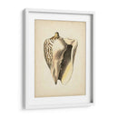Colección De Sealife I - Vision Studio | Cuadro decorativo de Canvas Lab