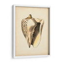 Colección De Sealife I - Vision Studio | Cuadro decorativo de Canvas Lab