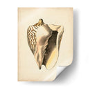 Colección De Sealife I - Vision Studio | Cuadro decorativo de Canvas Lab