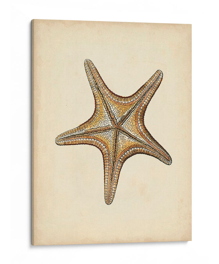Colección Sealife Iv - Vision Studio | Cuadro decorativo de Canvas Lab