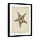 Colección Sealife Iv - Vision Studio | Cuadro decorativo de Canvas Lab