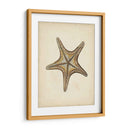 Colección Sealife Iv - Vision Studio | Cuadro decorativo de Canvas Lab