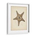 Colección Sealife Iv - Vision Studio | Cuadro decorativo de Canvas Lab