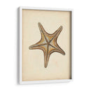 Colección Sealife Iv - Vision Studio | Cuadro decorativo de Canvas Lab