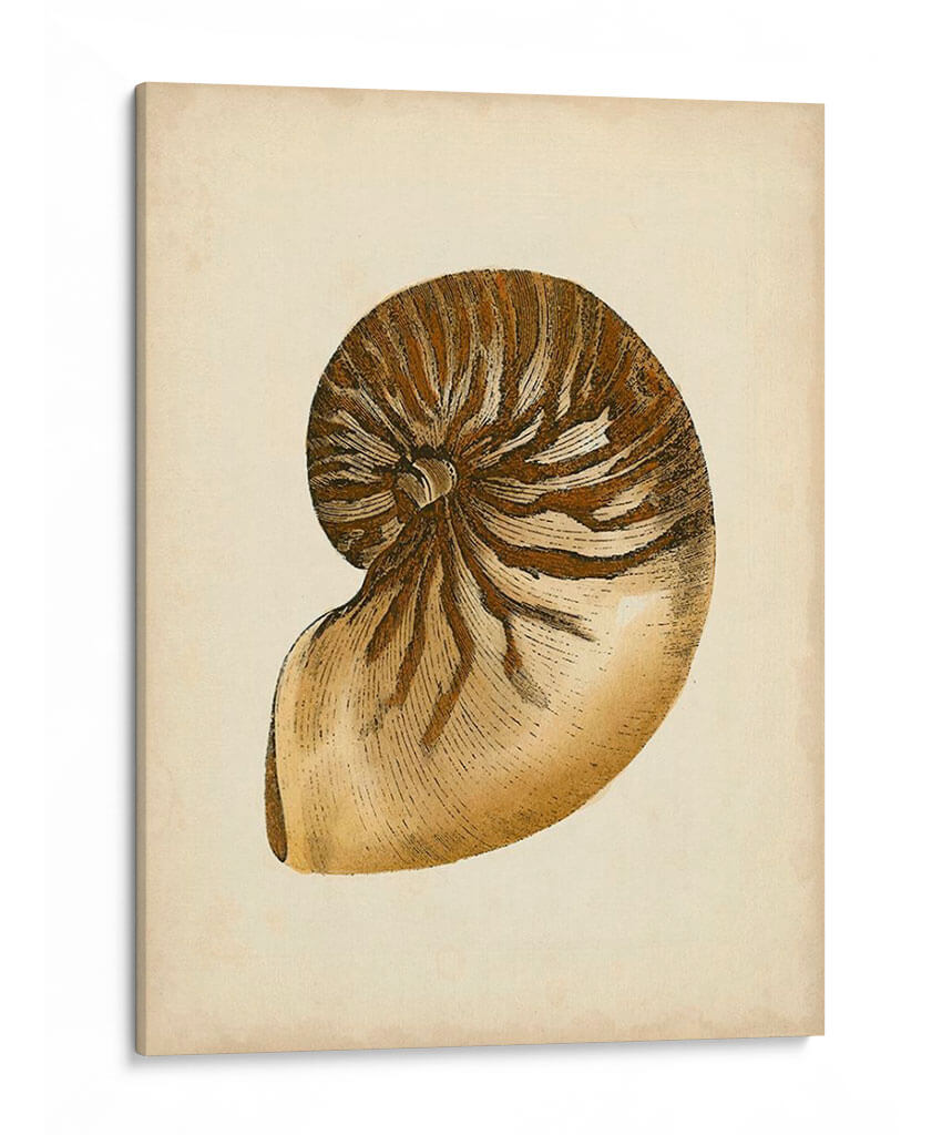 Colección De Sealife V - Vision Studio | Cuadro decorativo de Canvas Lab