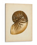 Colección De Sealife V - Vision Studio | Cuadro decorativo de Canvas Lab
