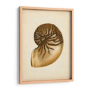 Colección De Sealife V - Vision Studio | Cuadro decorativo de Canvas Lab