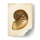 Colección De Sealife V - Vision Studio | Cuadro decorativo de Canvas Lab