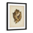 Colección Sealife Vi - Vision Studio | Cuadro decorativo de Canvas Lab