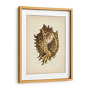Colección Sealife Vi - Vision Studio | Cuadro decorativo de Canvas Lab