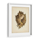 Colección Sealife Vi - Vision Studio | Cuadro decorativo de Canvas Lab