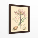 Rubor Rosa Florals Ii - John Miller | Cuadro decorativo de Canvas Lab