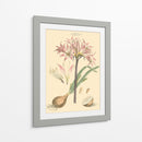 Rubor Rosa Florals Ii - John Miller | Cuadro decorativo de Canvas Lab