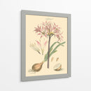 Rubor Rosa Florals Ii - John Miller | Cuadro decorativo de Canvas Lab
