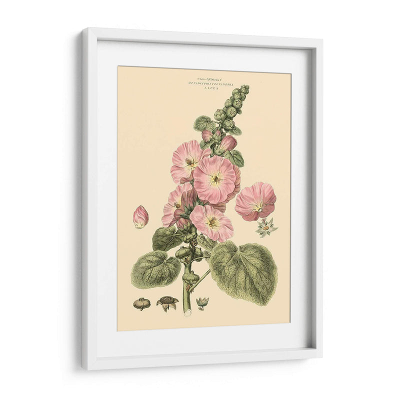 Rubor Rosa Floral V - John Miller | Cuadro decorativo de Canvas Lab