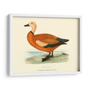 Ruddy Shieldrake - Vision Studio | Cuadro decorativo de Canvas Lab