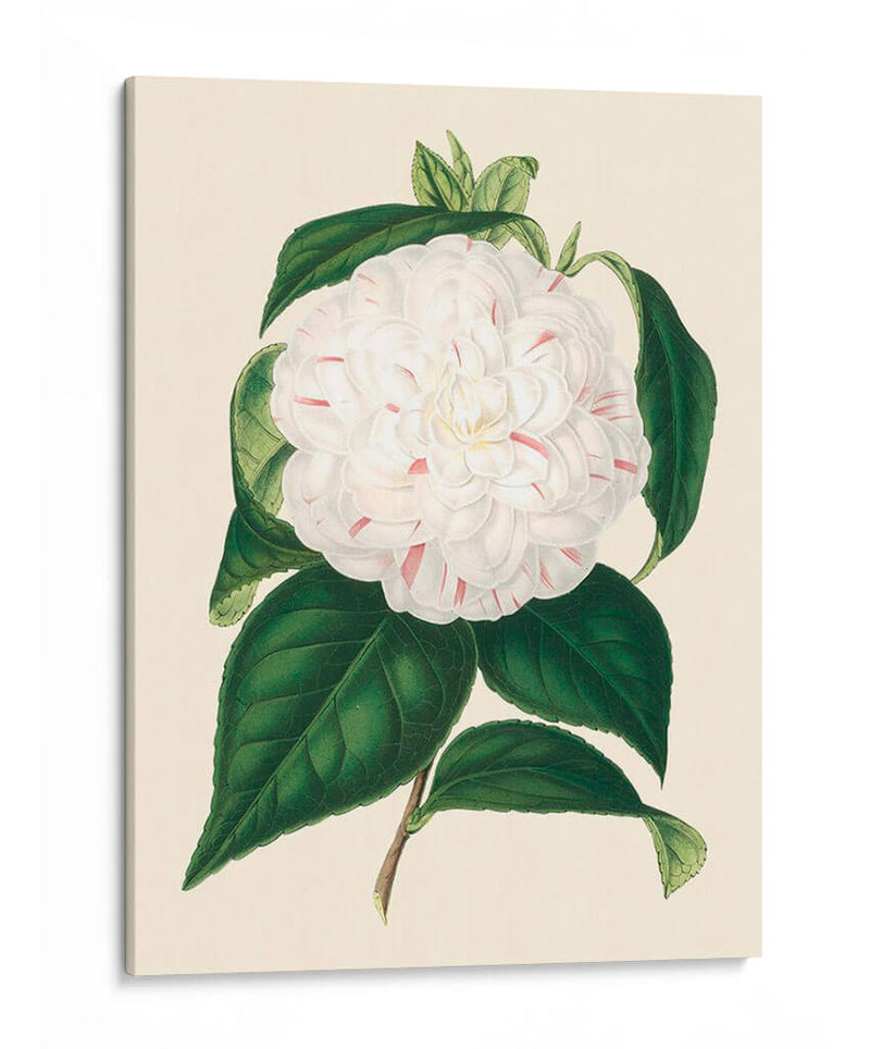 Camelia Antigua I - Edmonston-Douglas | Cuadro decorativo de Canvas Lab