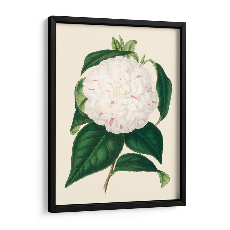 Camelia Antigua I - Edmonston-Douglas | Cuadro decorativo de Canvas Lab