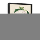 Camelia Antigua I - Edmonston-Douglas | Cuadro decorativo de Canvas Lab