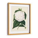Camelia Antigua I - Edmonston-Douglas | Cuadro decorativo de Canvas Lab