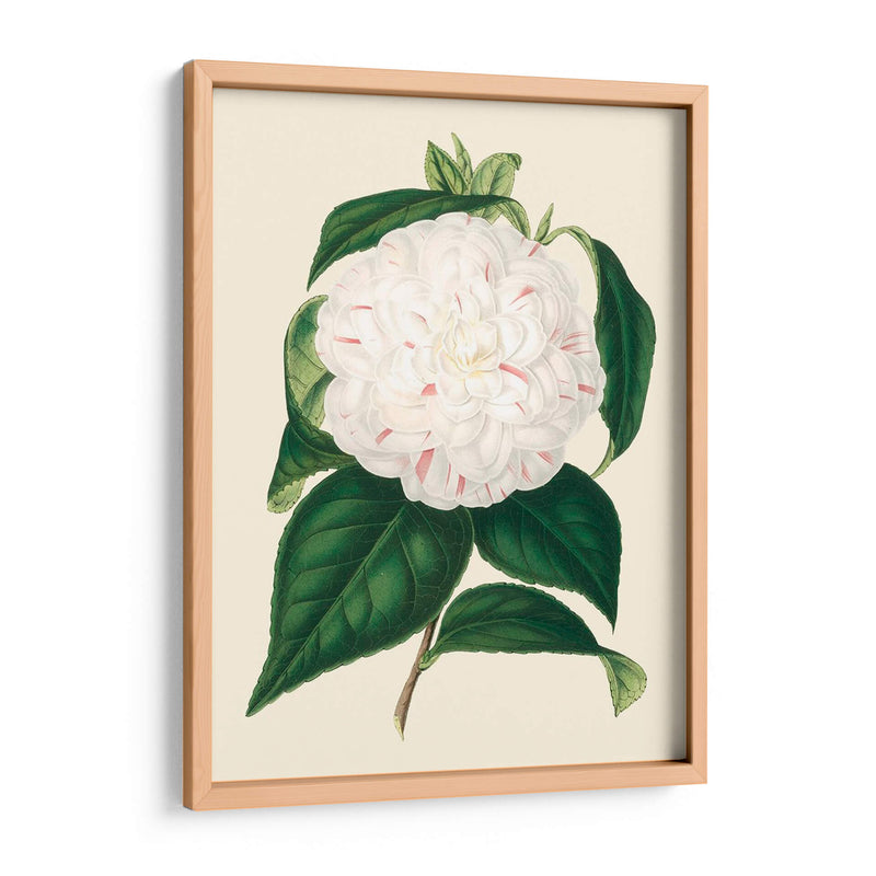 Camelia Antigua I - Edmonston-Douglas | Cuadro decorativo de Canvas Lab