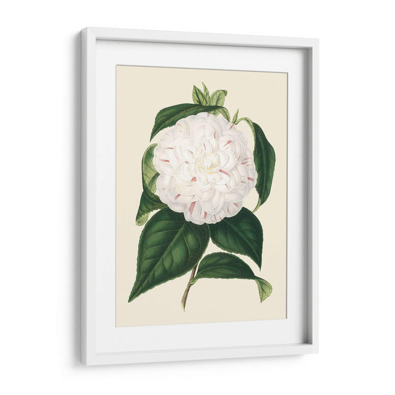 Camelia Antigua I - Edmonston-Douglas | Cuadro decorativo de Canvas Lab