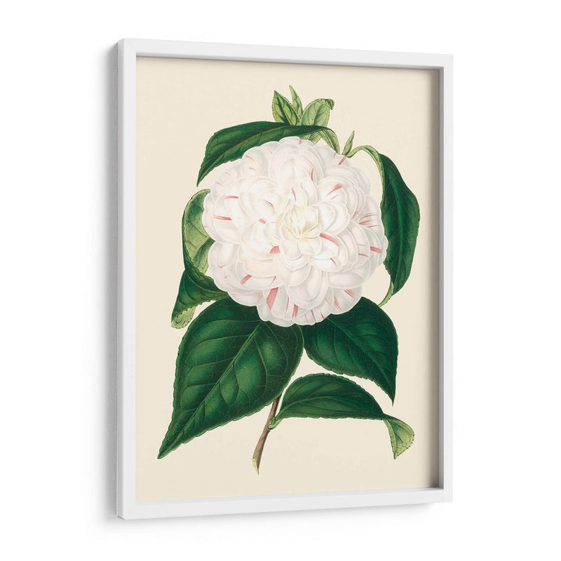 Camelia Antigua I - Edmonston-Douglas | Cuadro decorativo de Canvas Lab